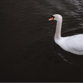 シンジのアバター画像