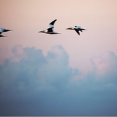 りょうママのアバター画像